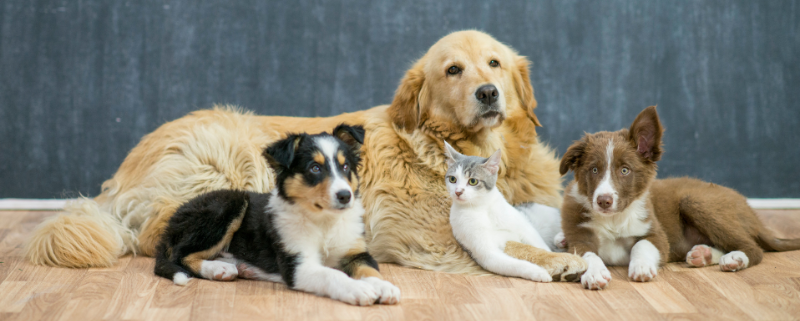 Pets in rental properties? As a landlord, do you know your rights?