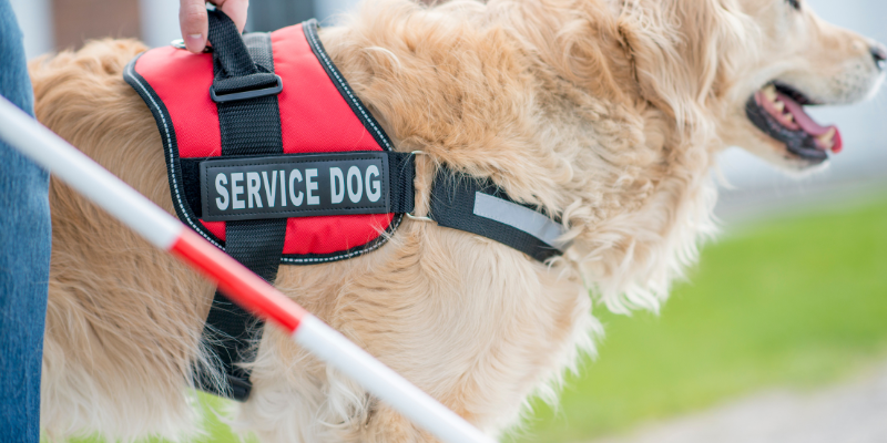 What is an Official Service Animal?
